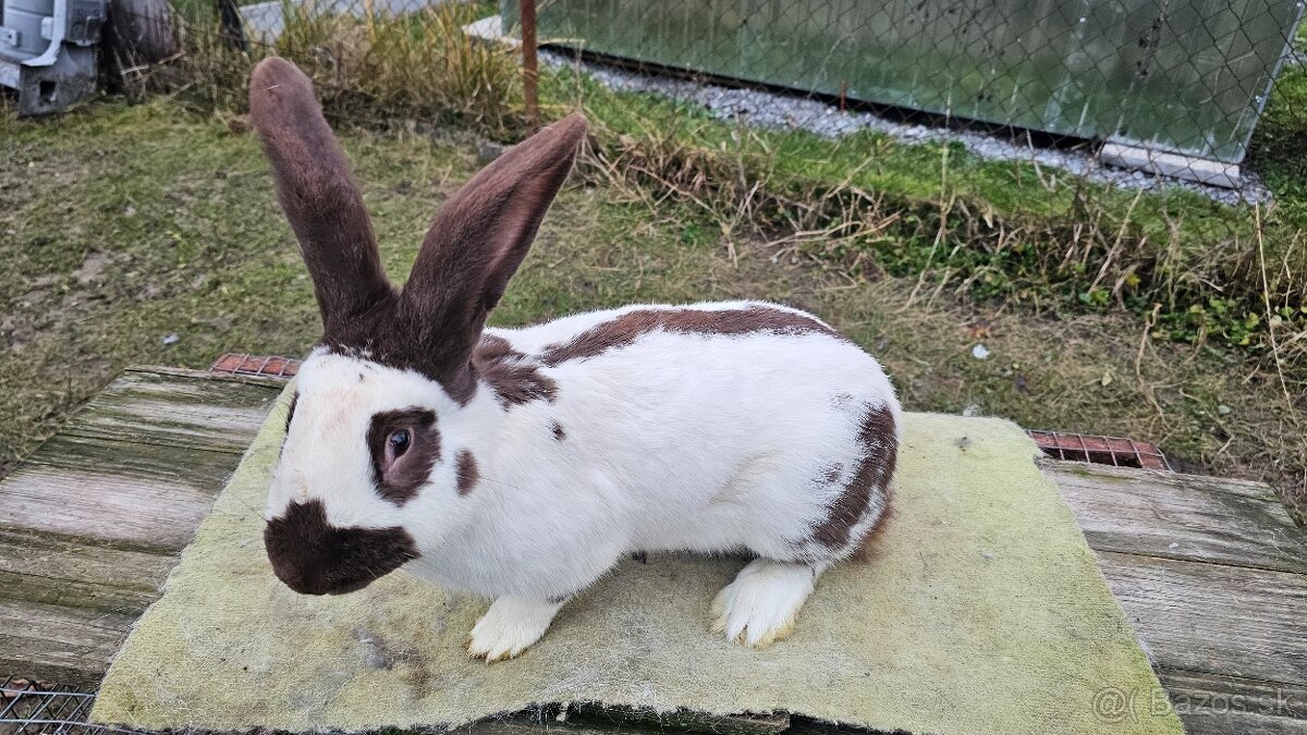 Nemecky obrovity strakac hav. Samec