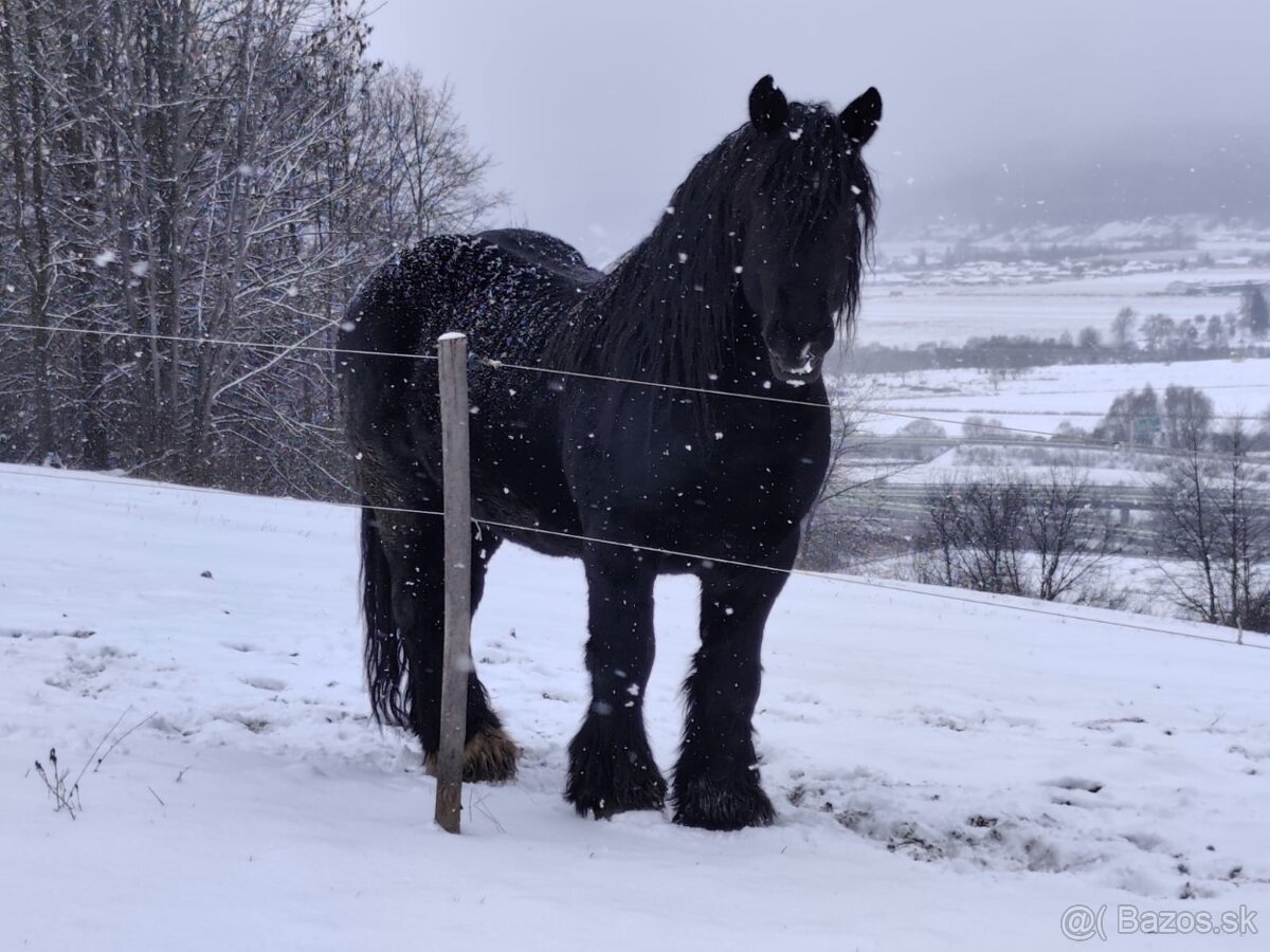 Predám ťažného Žrebca