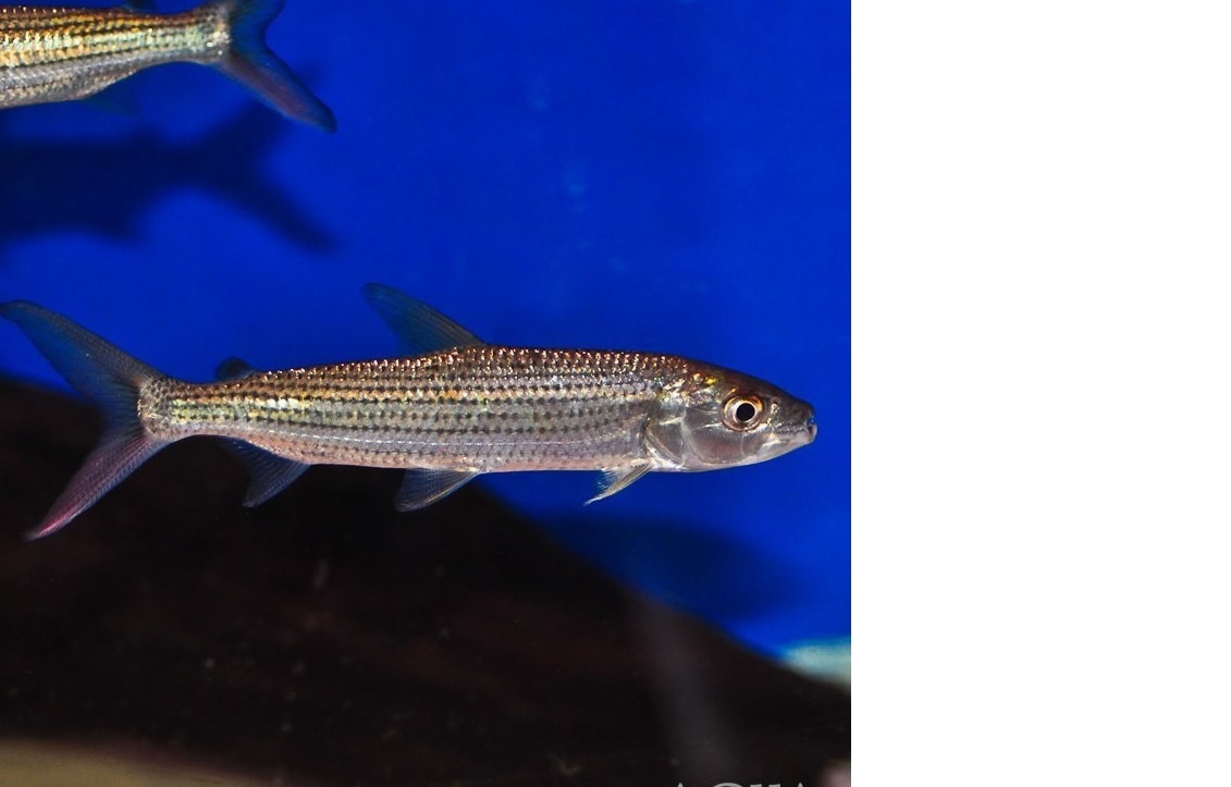 Hydrocynus vittatus