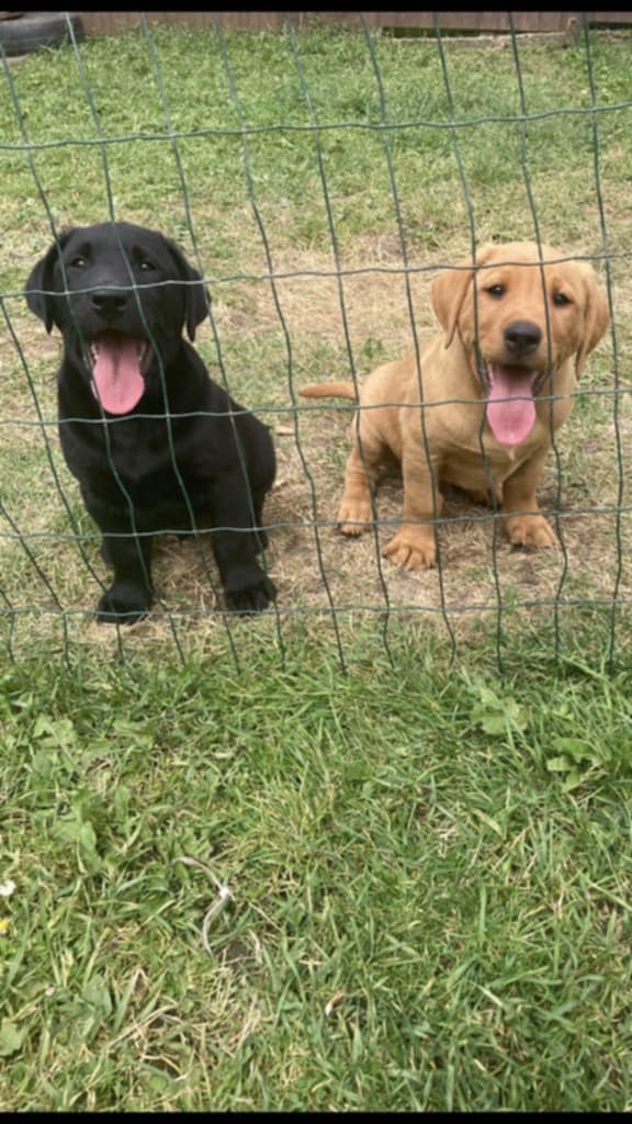 Labrador