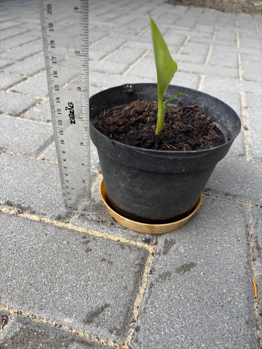 Bananovnik