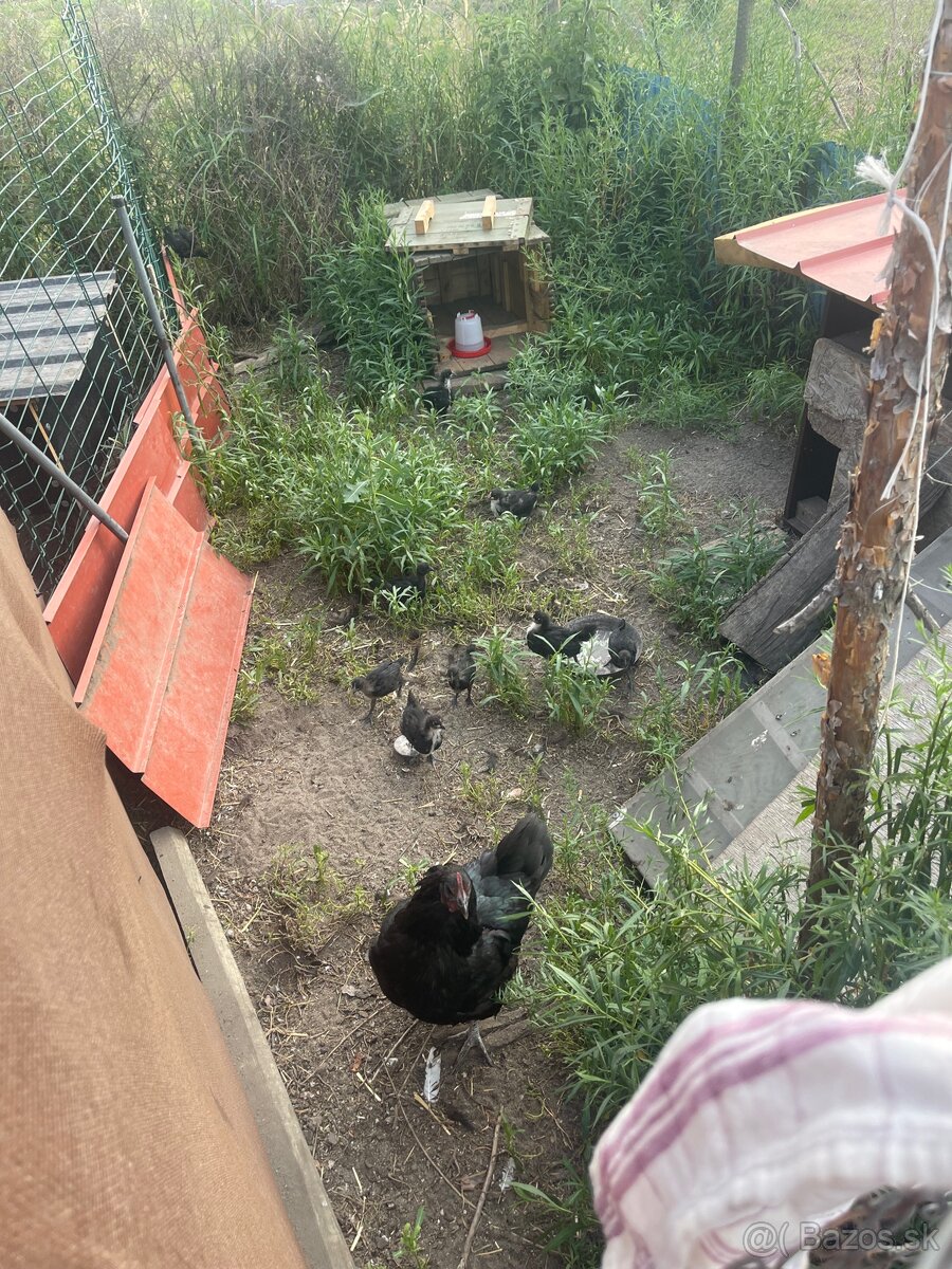 Ayam cemani
