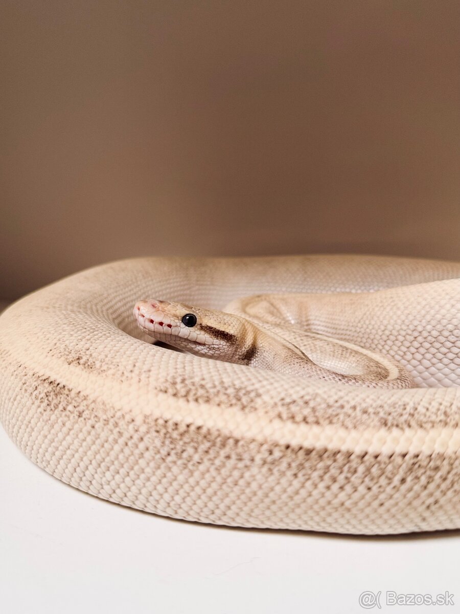 ULTIMATE PASSION MOJAVE YELLOW BELLY 66% HET PIED SAMICA