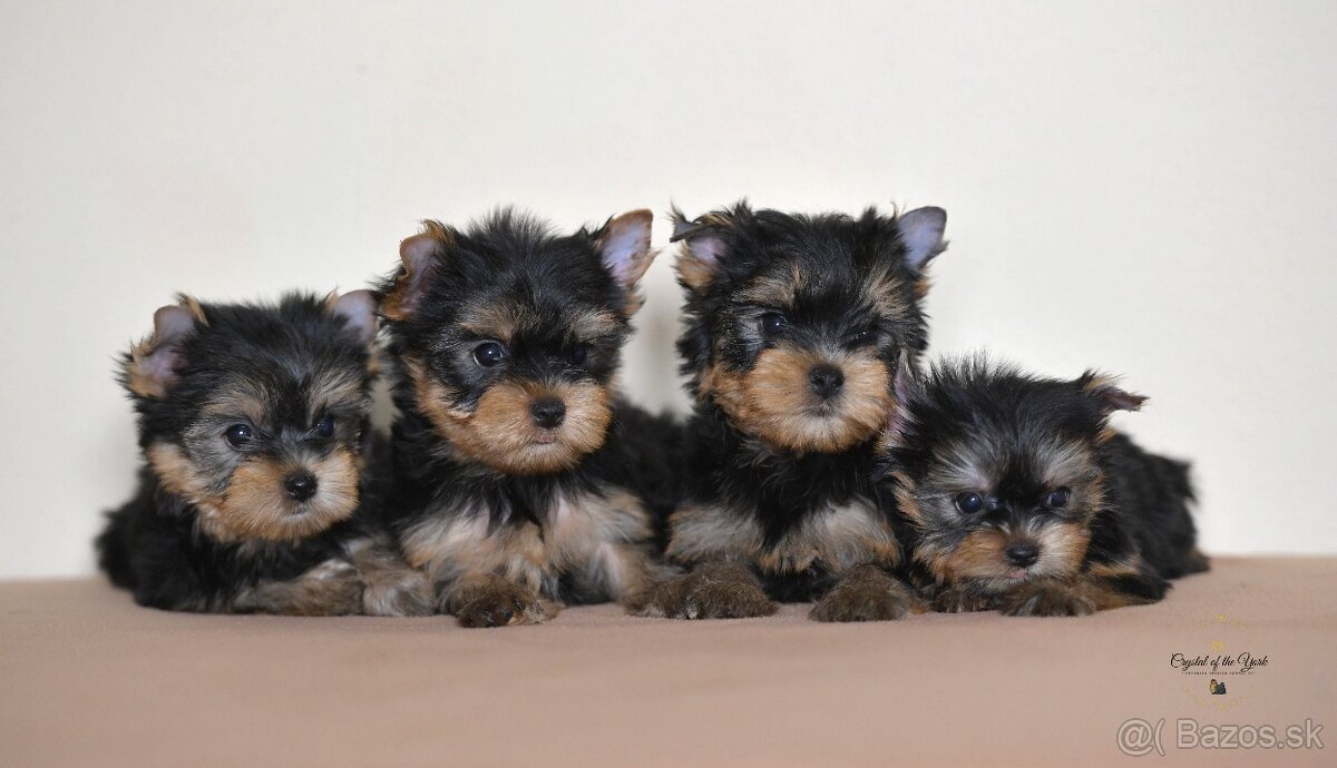 YORKSHIRE TERRIER s PP rodokmenom - yorkshirsky terier