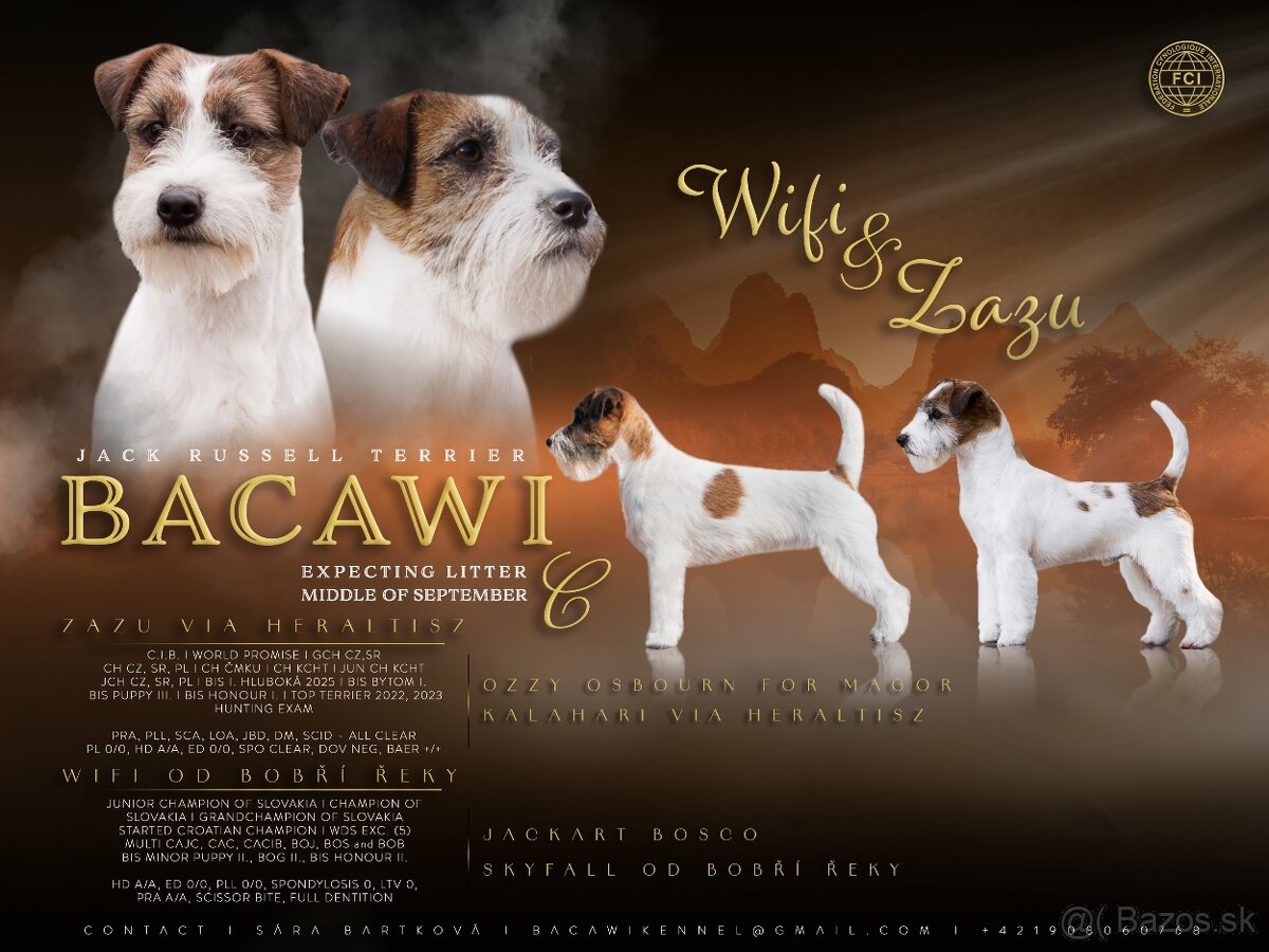 Jack Russel Terrier FCI s PP