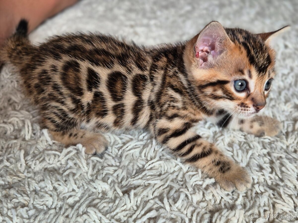 Prémiové bengálske mačiatko