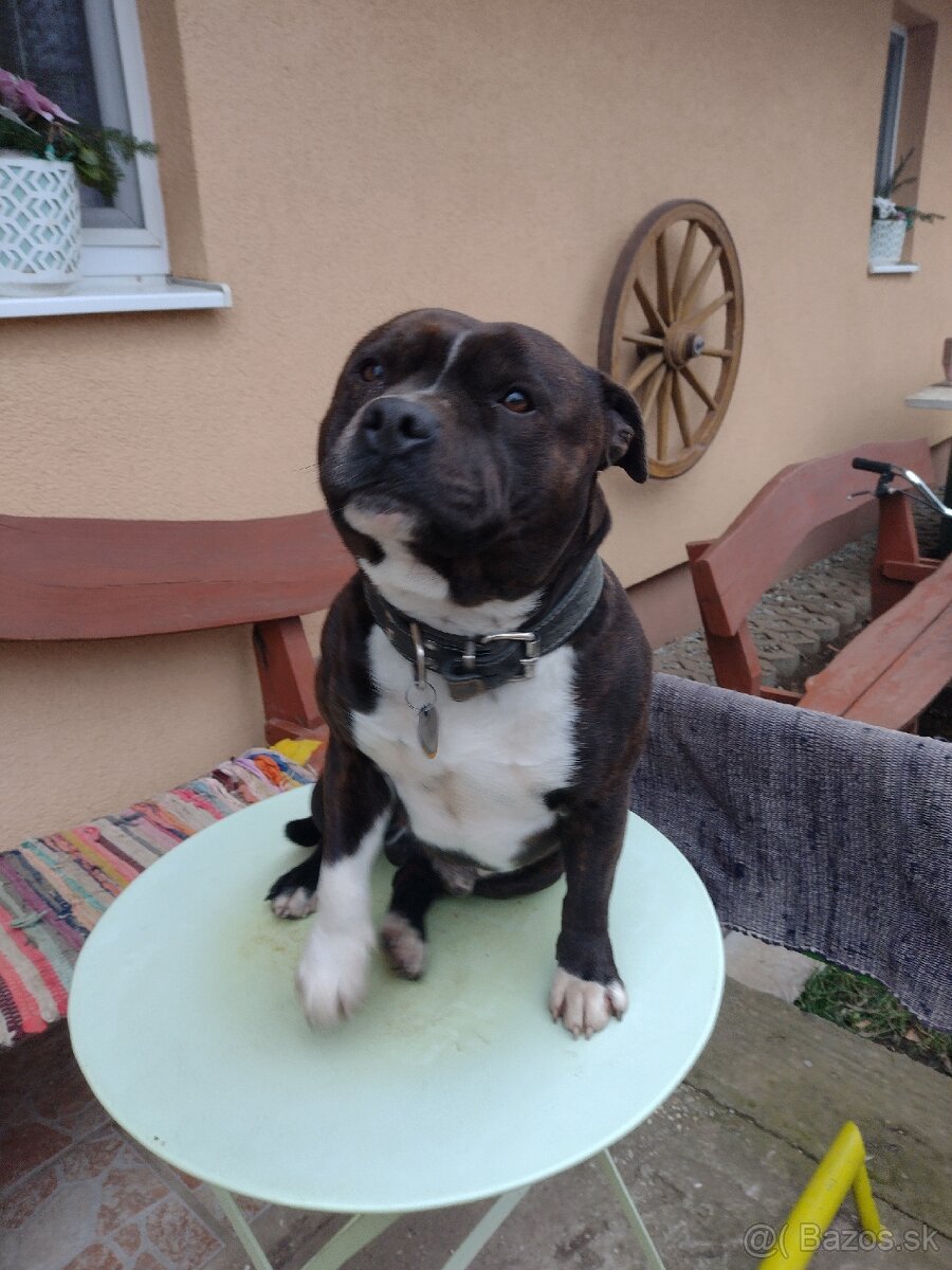 Stafordširský bulterier