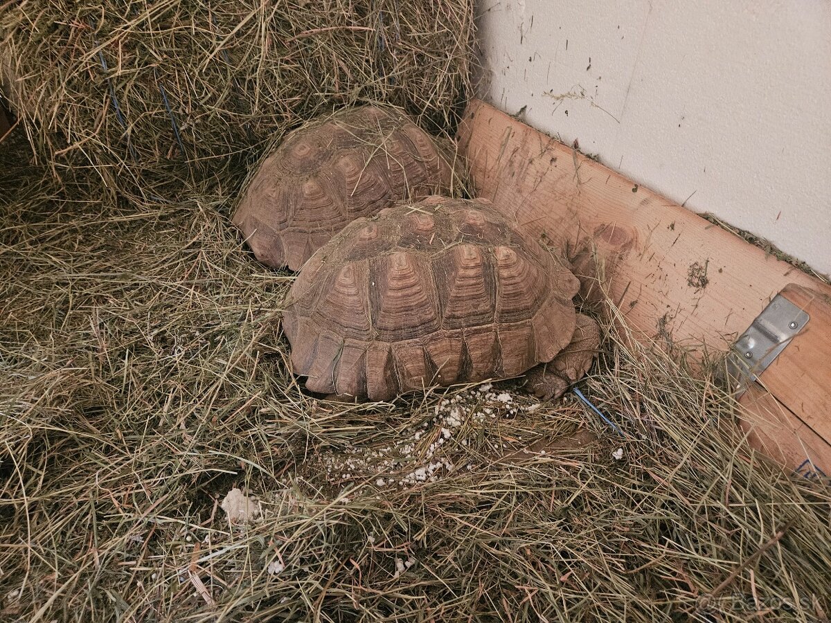 Sulcata