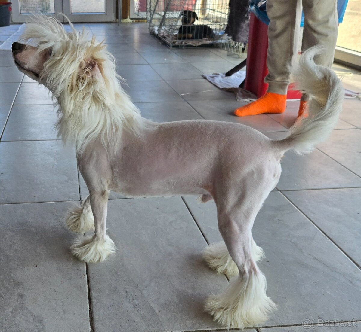 Čínsky chocholatý pes s PP