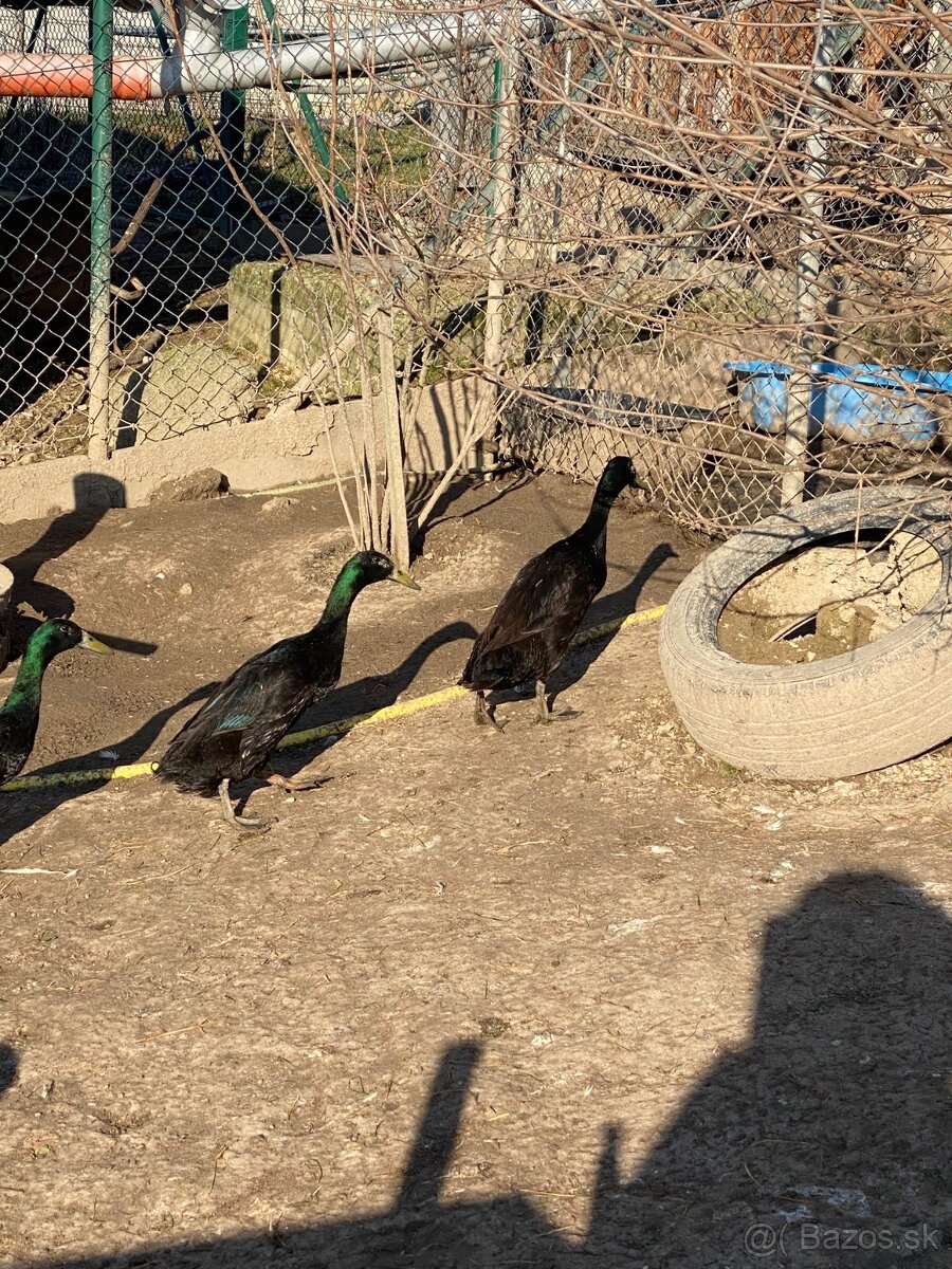 Predám káčerov IB