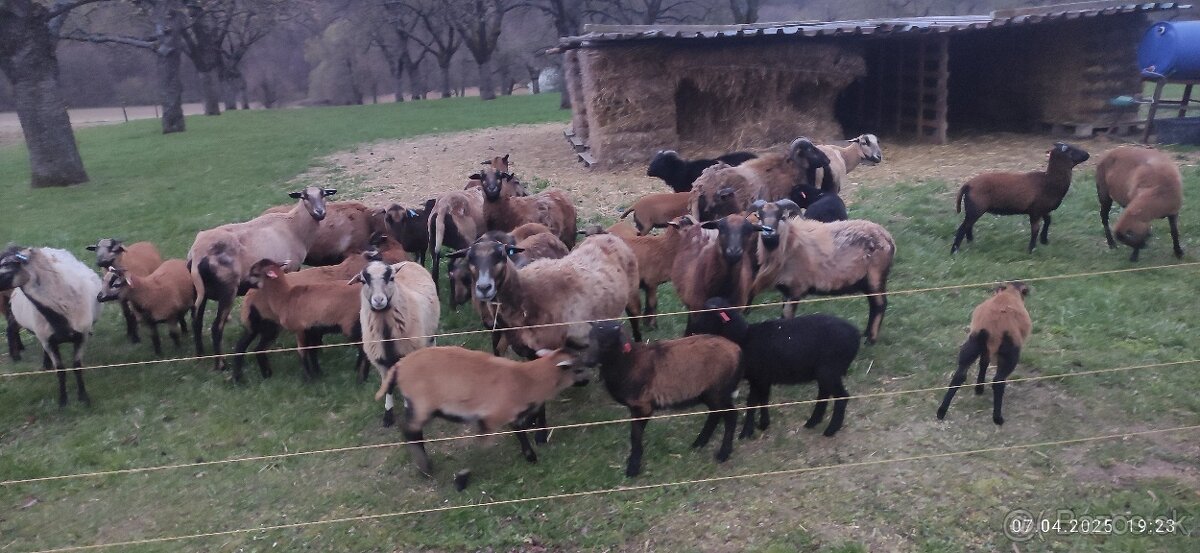 Kamerunske ovce