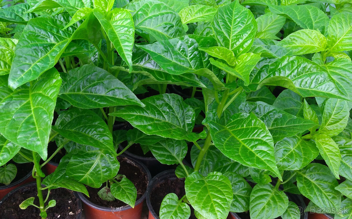 Predám chilli