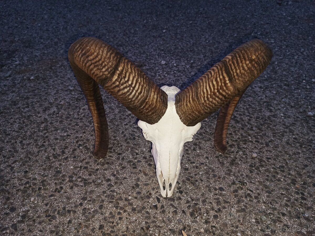 Muflón