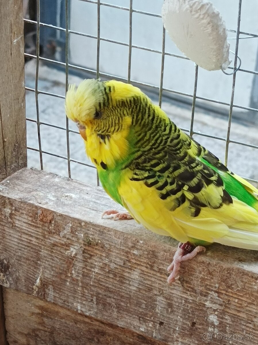 Predám polovystavné a obyčajné andulky