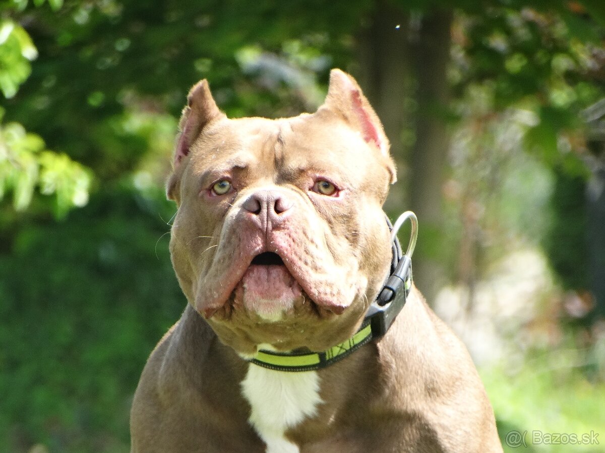 American bully