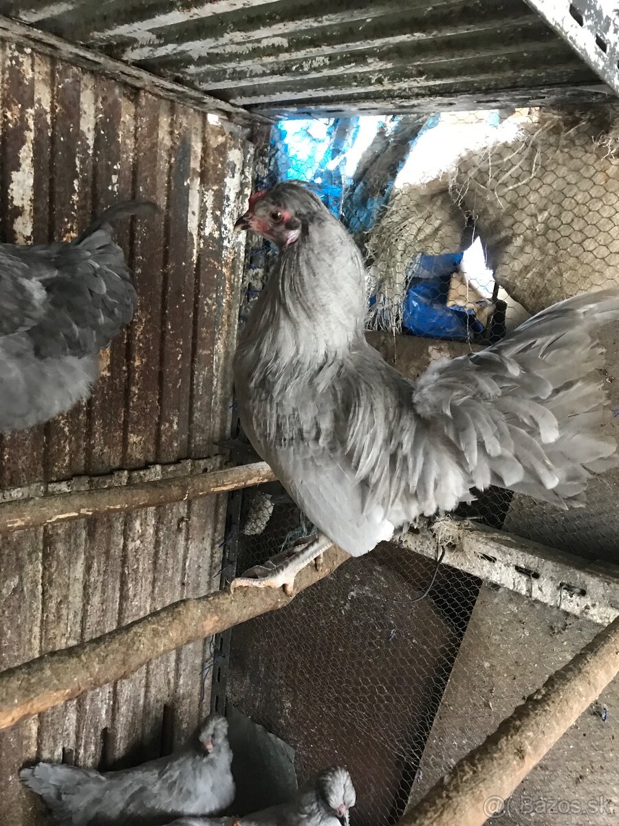 Araucana levander