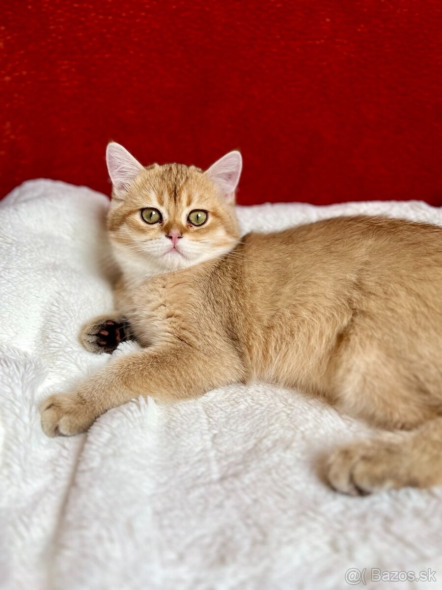 Scottish Straight v zlatej farbe