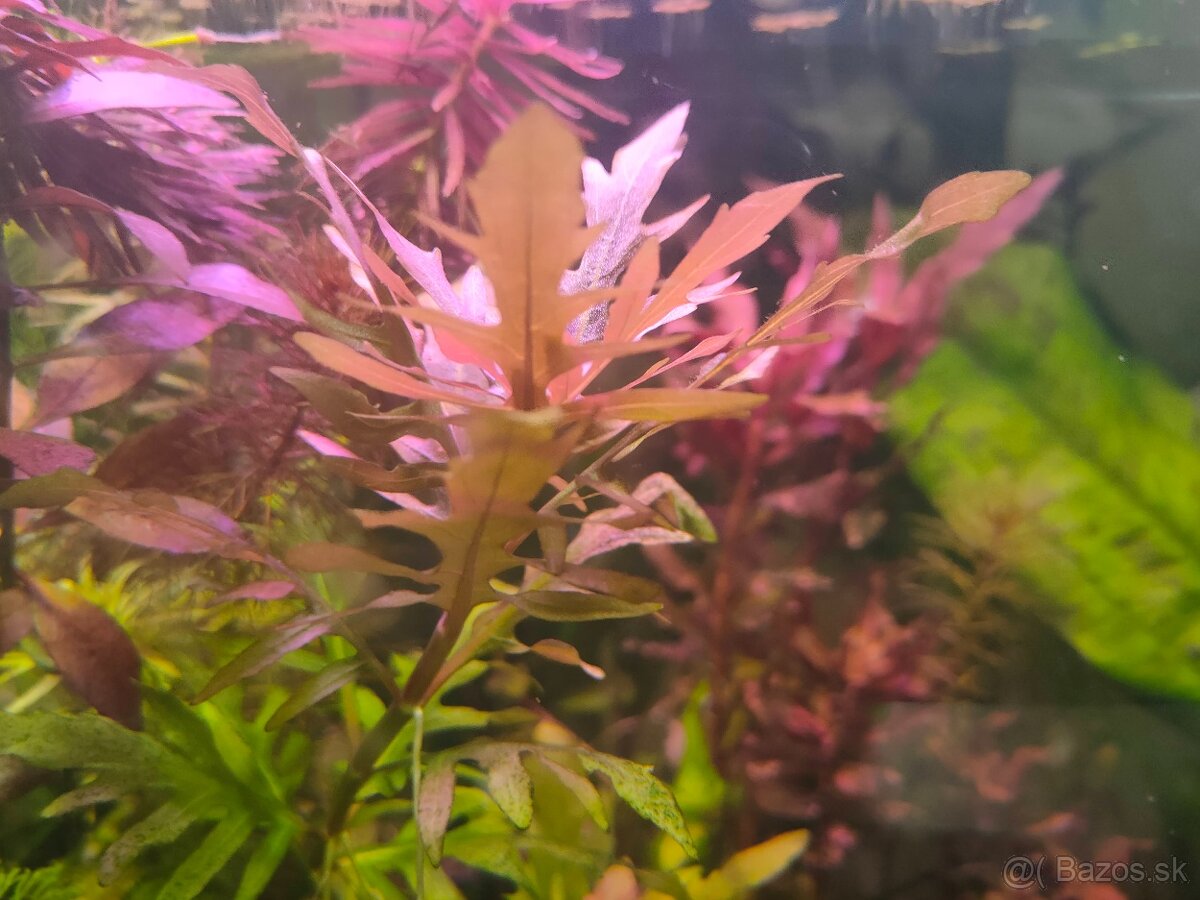 RASTLINY Z AKVARIA11