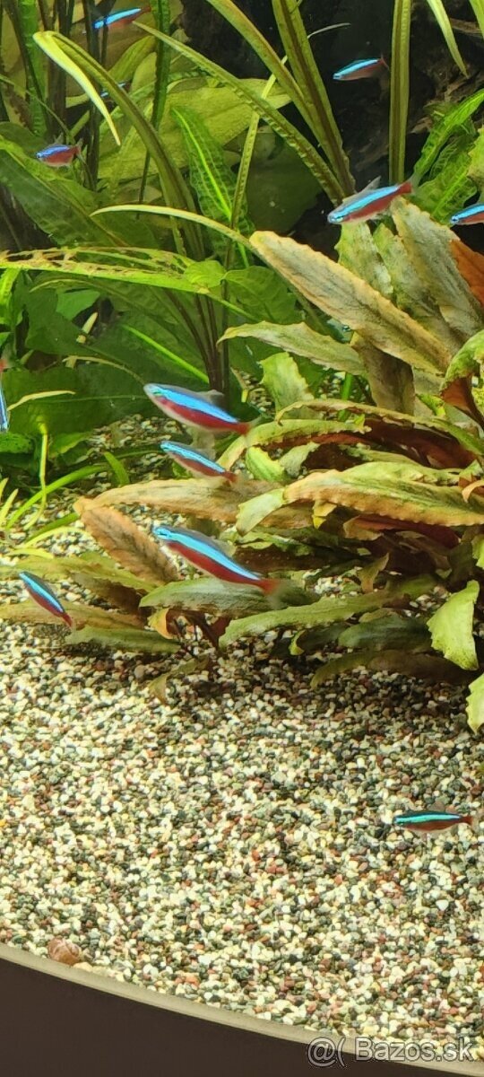 akvarijny štrk farebný