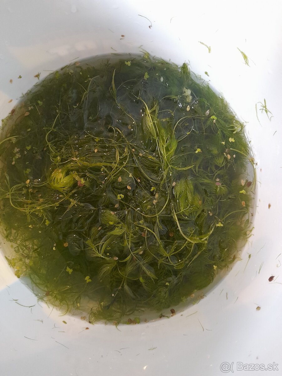 Akvarijne rastliny