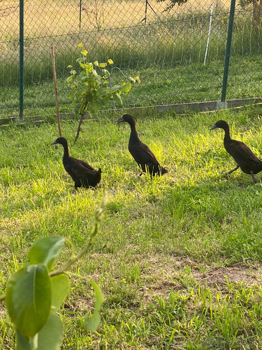 Káčatá Indické bežce