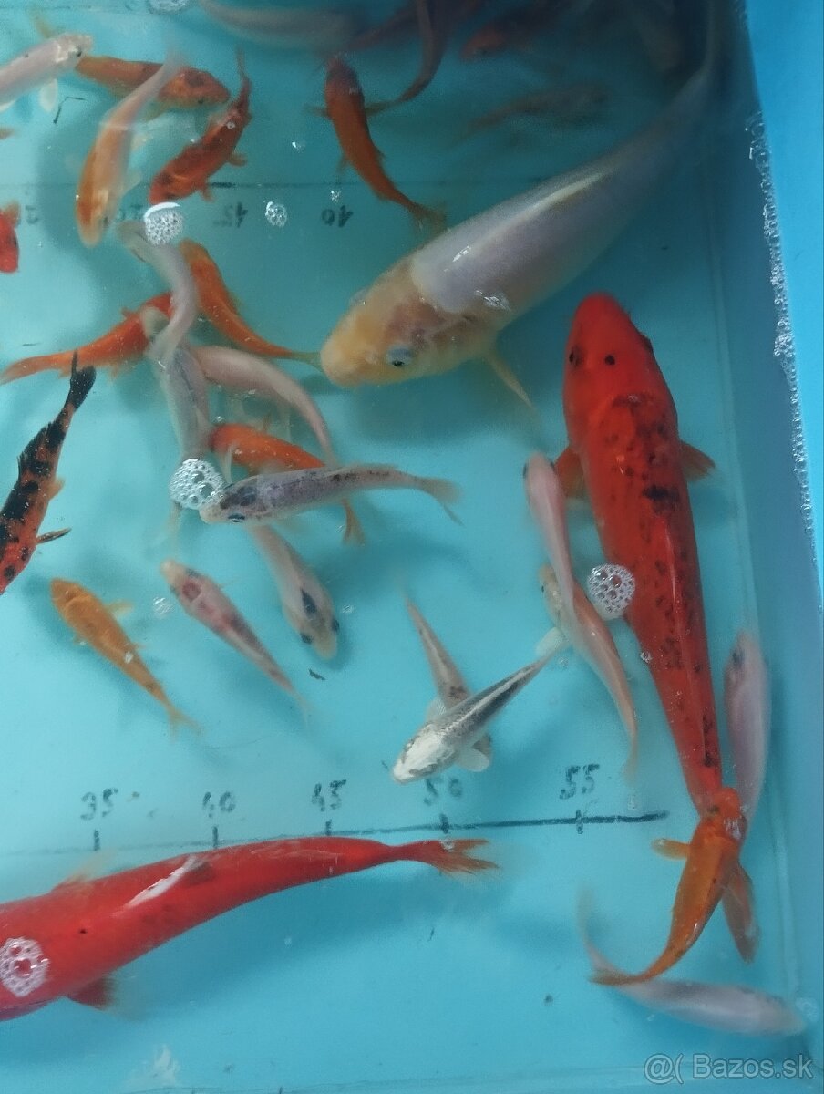 Jazierkové ryby - koi kapre, jazierkové rastliny