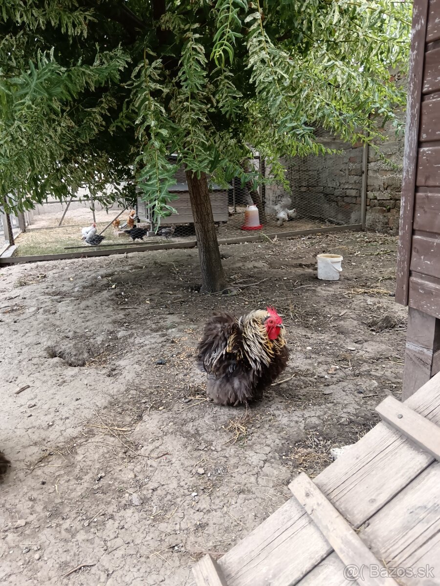 Kočinka zdrobnelá