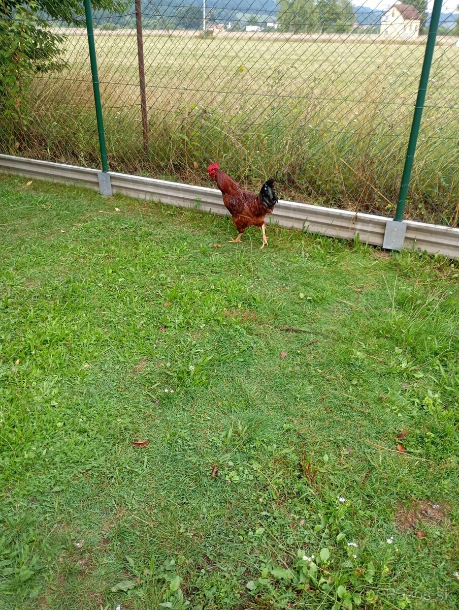 Predám kohúta