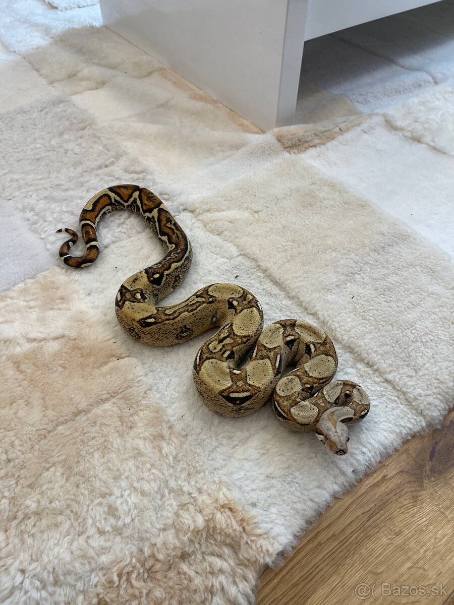 terárium s boa constrictor