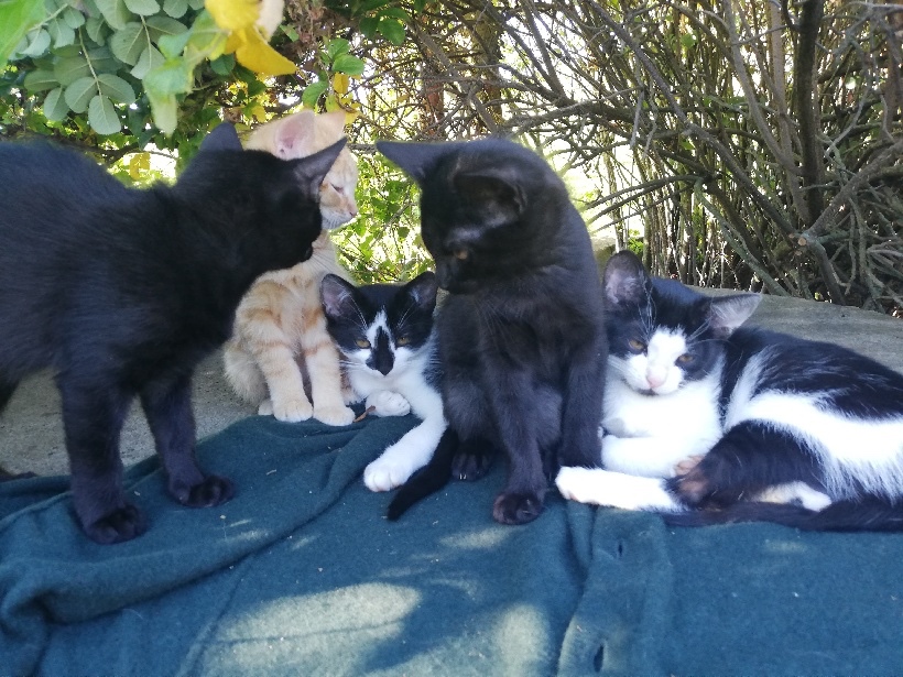 Darujeme krásne, prítulné mladé mačičky