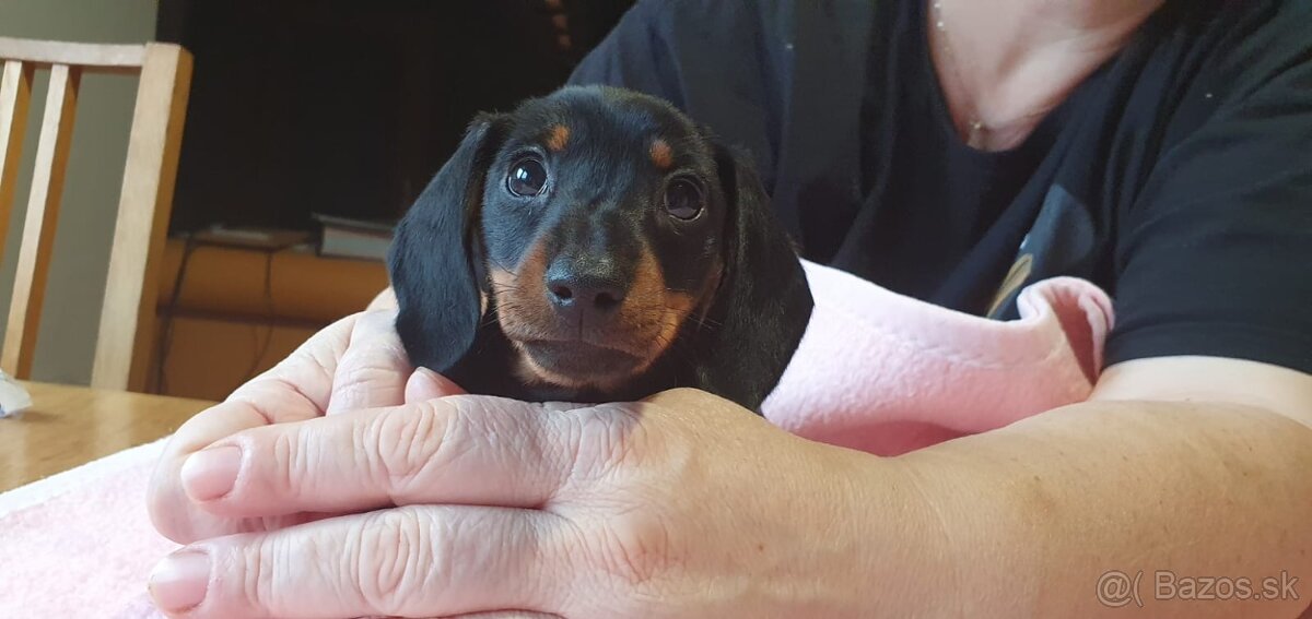 Jazvečík krátkosrstý trpasličí - sučka s PP