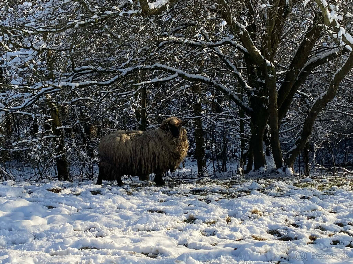 Predám 1× baran + 2× ovca – plemeno Nemecká čiernohlavá ovca