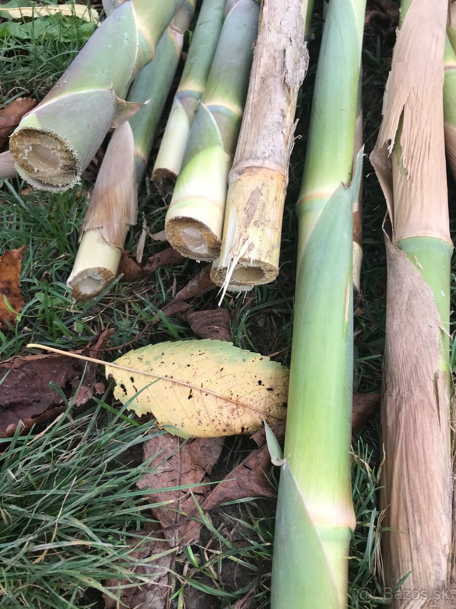Predám BAMBUSOVÉ STONKY,TYČE