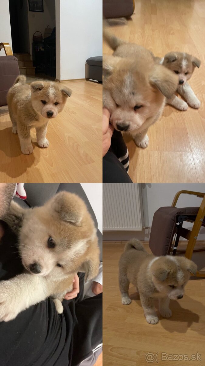 Šteniatka Akita Inu