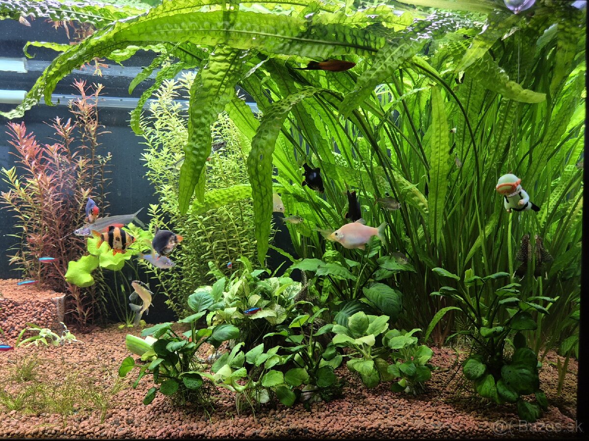 Rastlina Cryptocorine