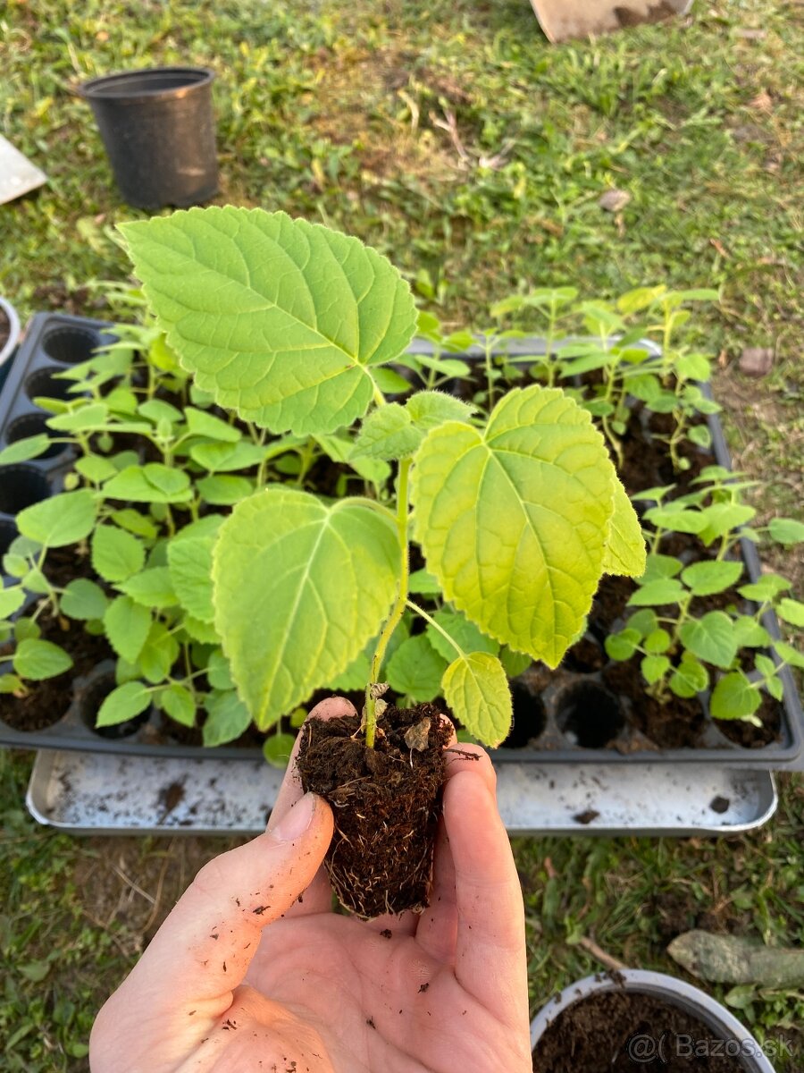 Paulownia Tomentosa rýchlorastúci strom