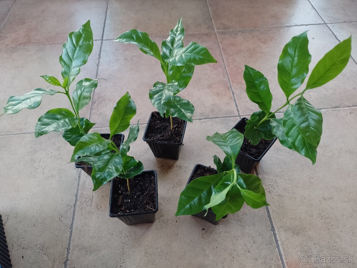Kavovnik Arabsky 1ks/3,60€+posta