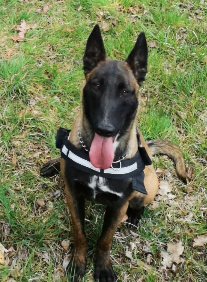 Belgicky ovčiak Malinois