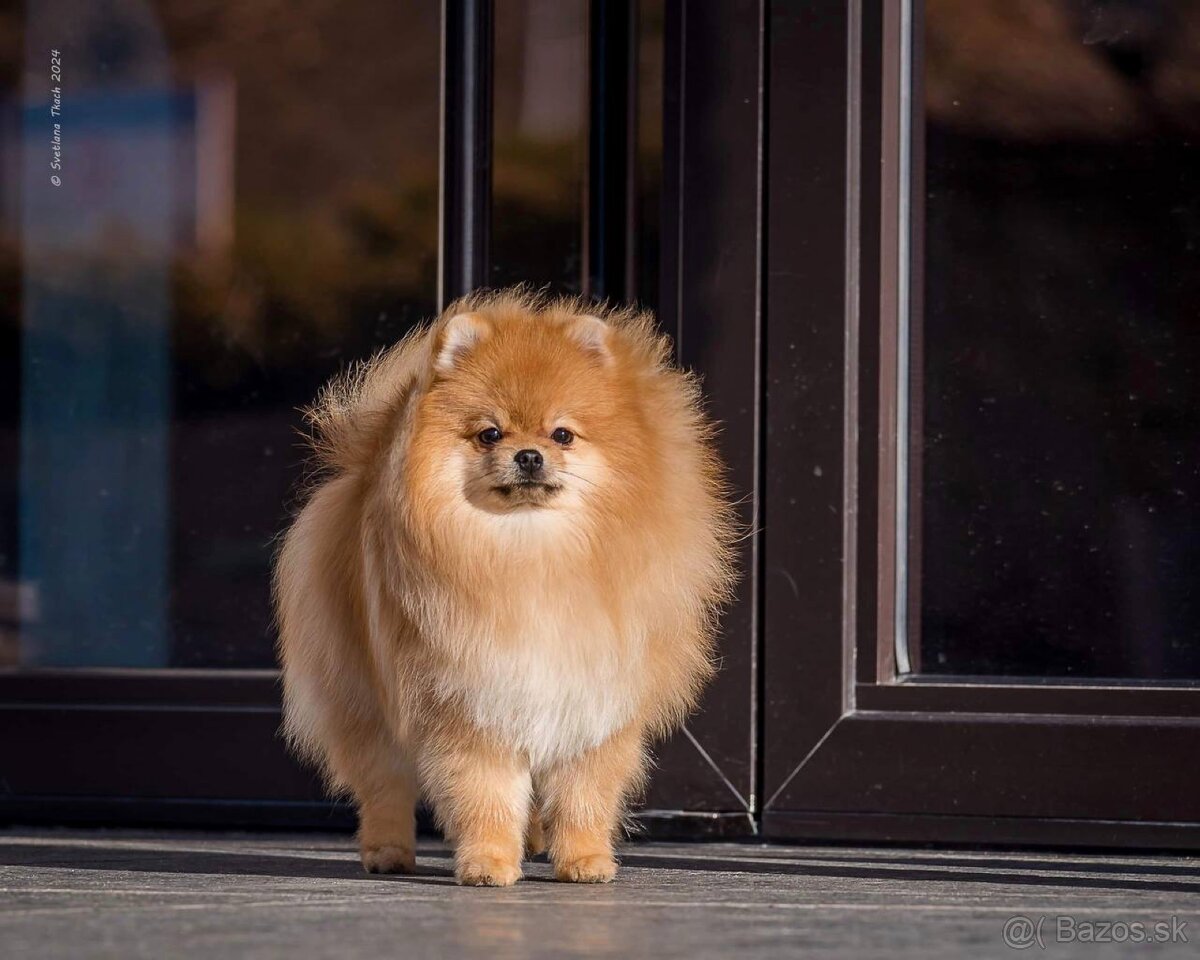 Pomeranian na krytie.