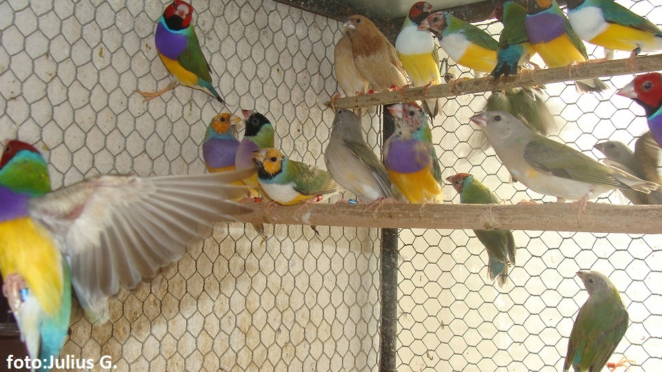 Cydectin na liecbu plucnych  roztocov u vtakov