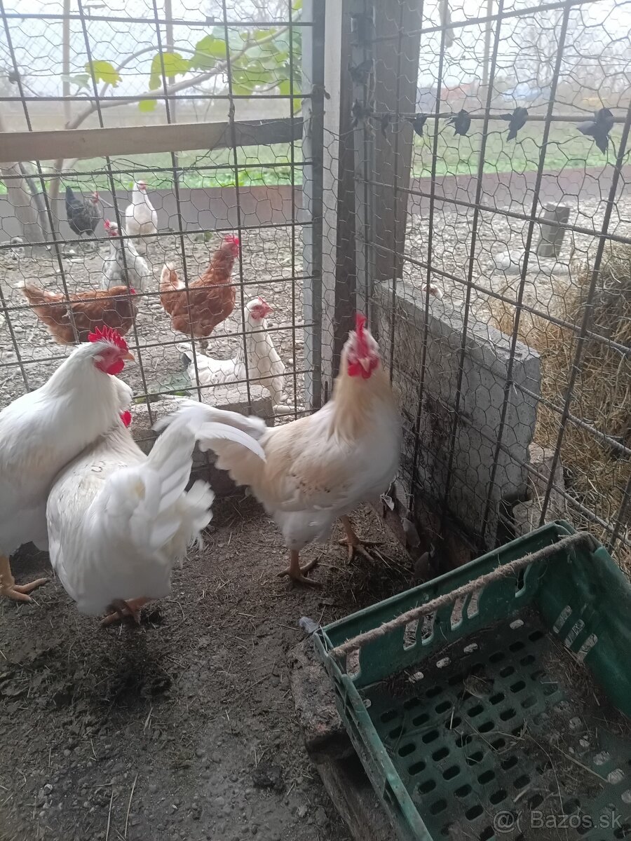 Kohúty - gazdovský mix