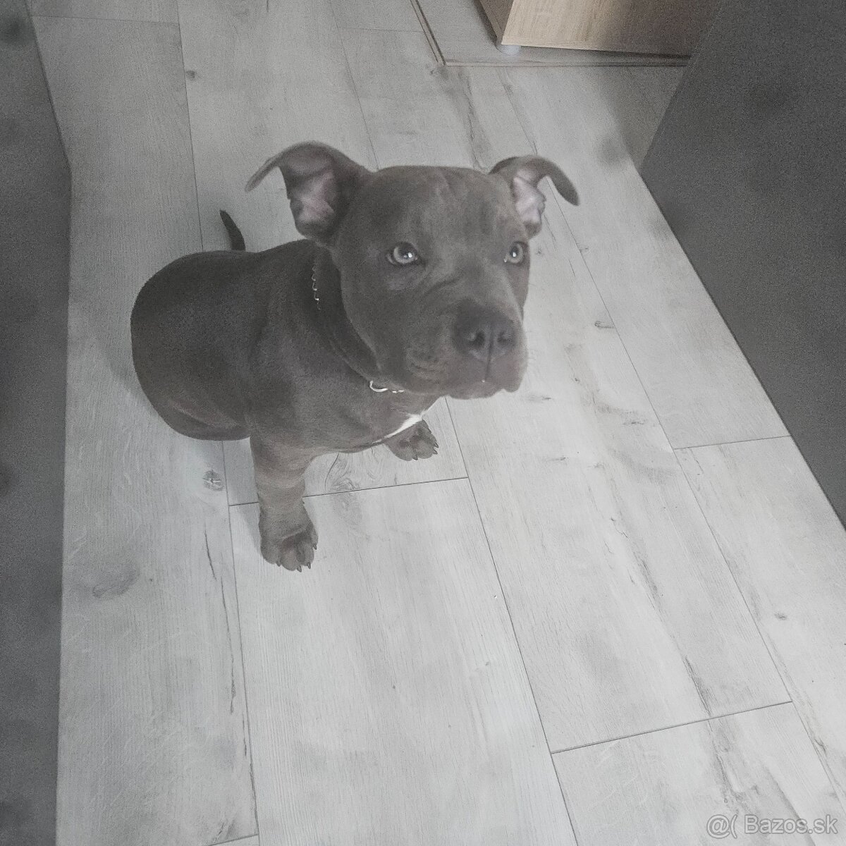 American Bully