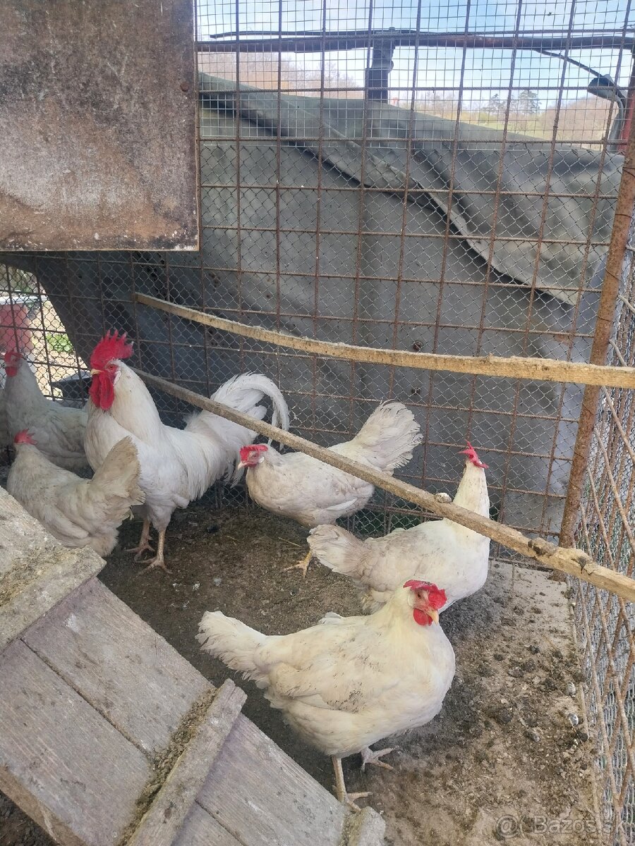 Nasadove vajcia vlaška jarabičia ,leghorn