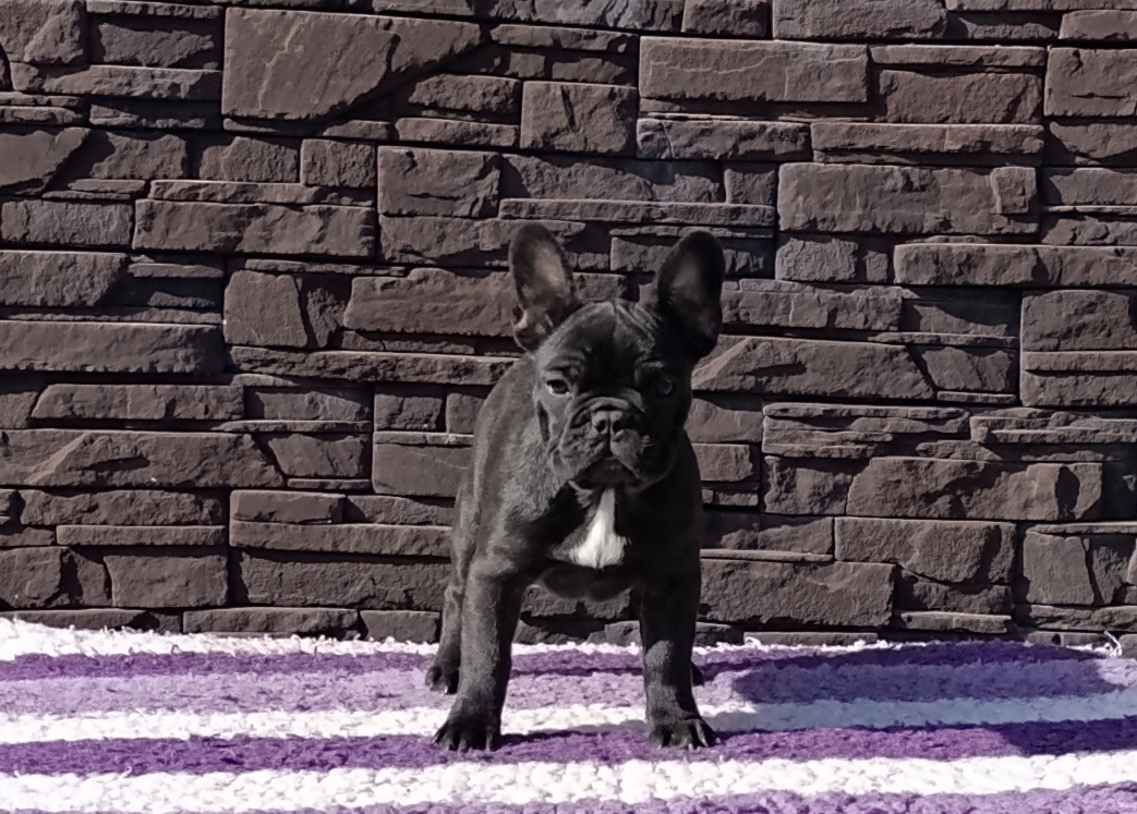 Francúzsky buldoček s PP/French bulldog