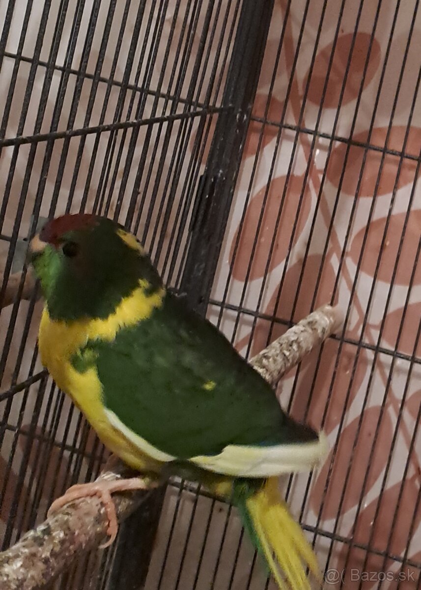 Kakariky