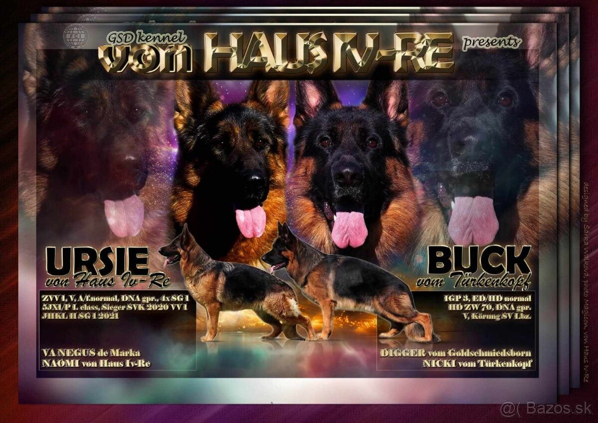 Stenata nemeckeho ovčiaka spp