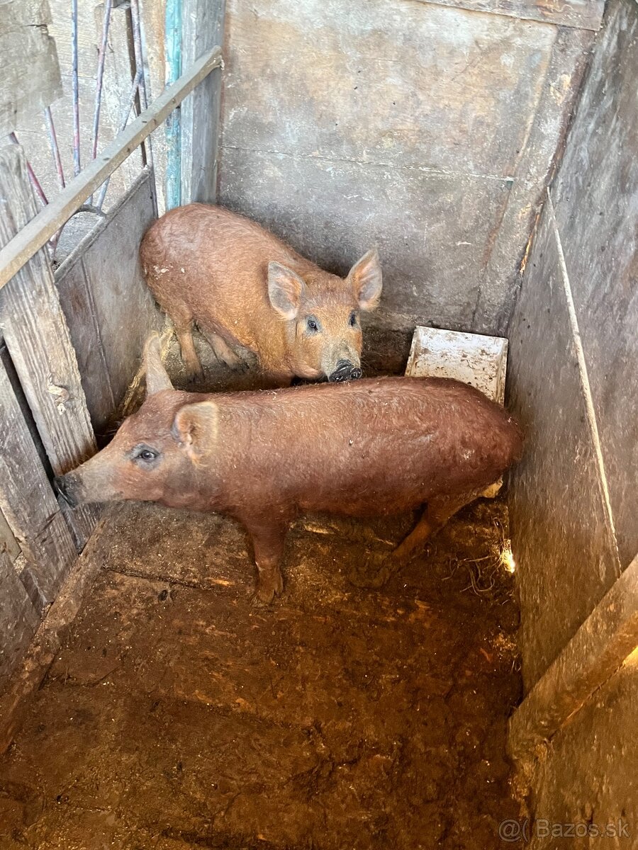 Mangalica