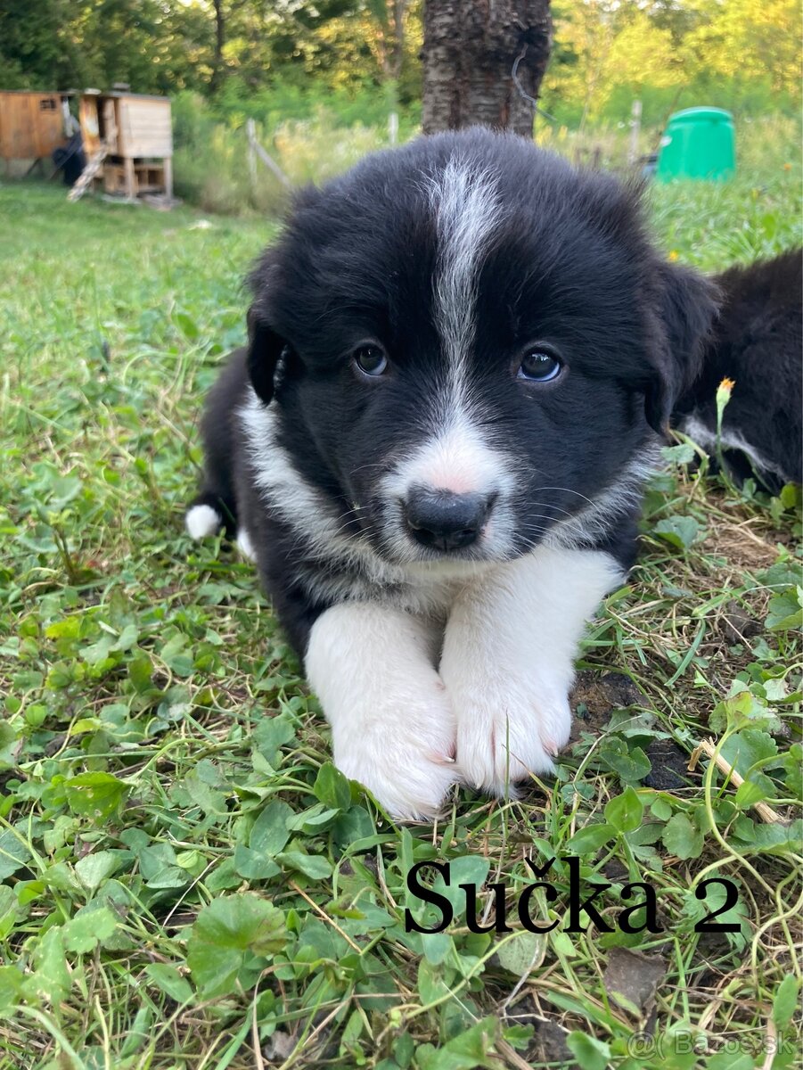 Šteniatka Border kolia (3/4) nemecký čierny ovčiak (1/4)