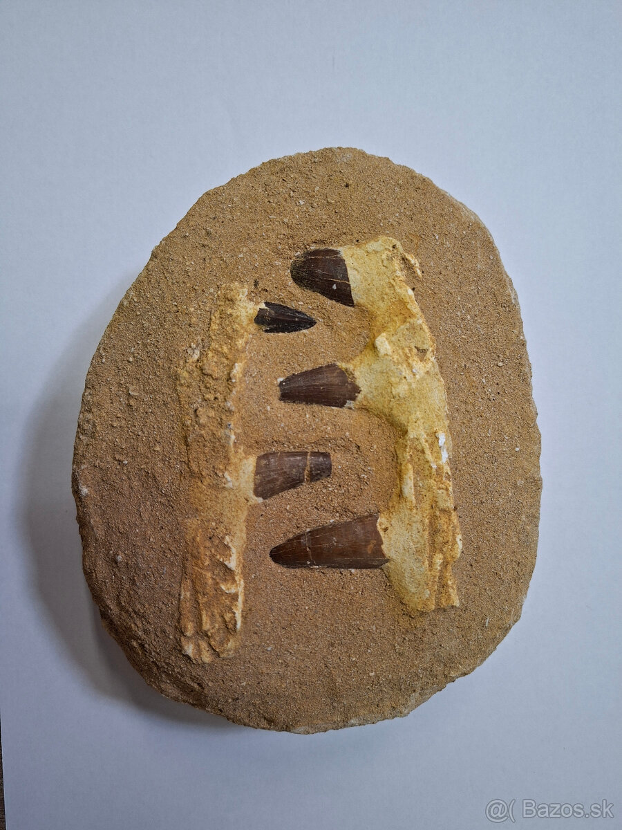 Predám skamenelinu čelusť mosasaura