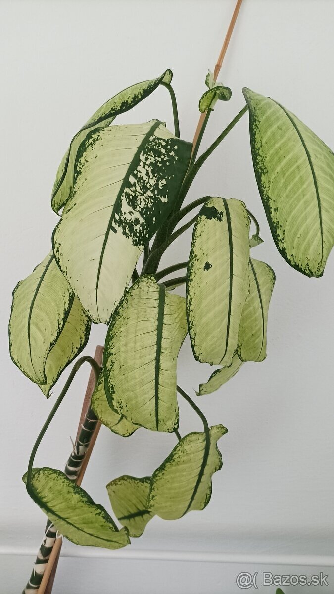Difenbachia - dieffenbachia